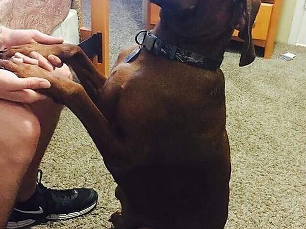 Dog That Wandered Over 2,000 Miles From Home Reunited With Family